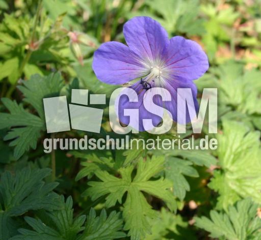 Wiesenstorchschnabel-1.jpg
